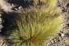 Pappostipa humilis