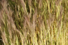 Pappostipa humilis