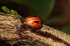 Calomela crassicornis
