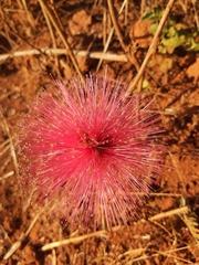 Calliandra dysantha