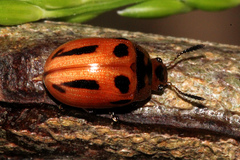 Calomela crassicornis