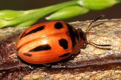 Calomela crassicornis