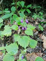 Salvia acerifolia