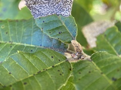 Andricus notholithocarpi