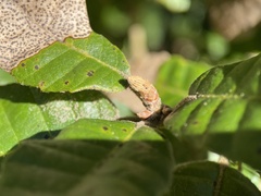 Andricus notholithocarpi