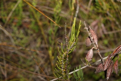 Strangea linearis