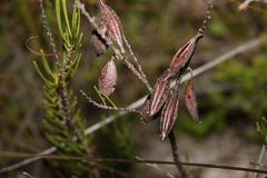 Strangea linearis