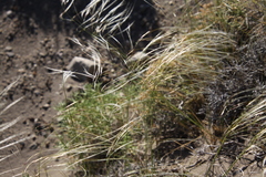 Stipa neaei
