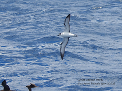 Pterodroma cervicalis