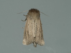 Bathytricha truncata