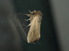 Bathytricha truncata