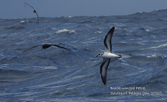 Pterodroma nigripennis