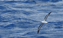 Pterodroma nigripennis