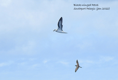 Pterodroma nigripennis