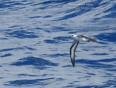 Pterodroma nigripennis