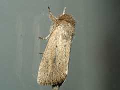 Bathytricha truncata