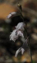 Gladiolus martleyi