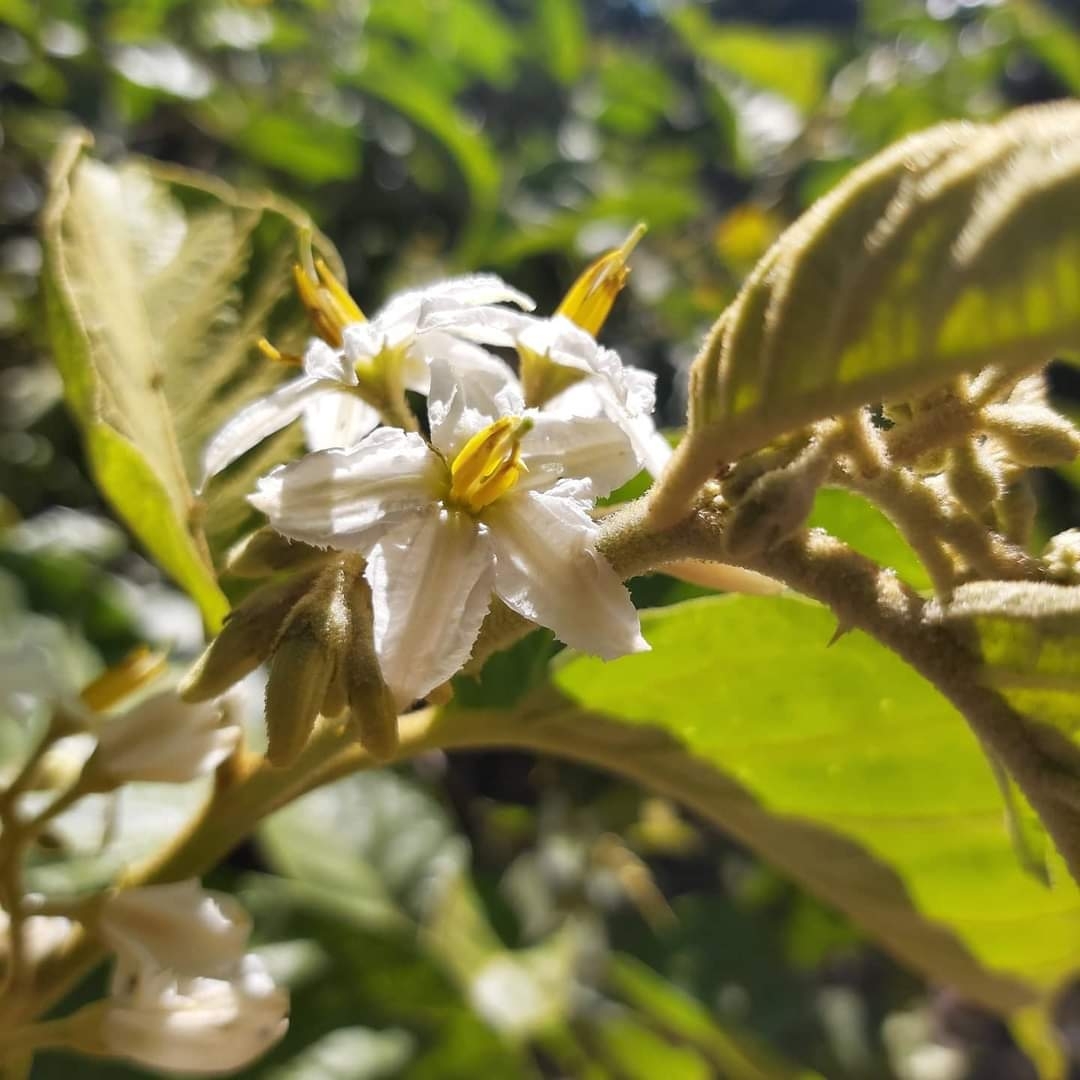 Solanum scuticum
