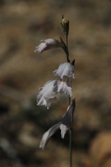 Gladiolus martleyi