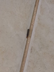 Chlosyne lacinia saundersi