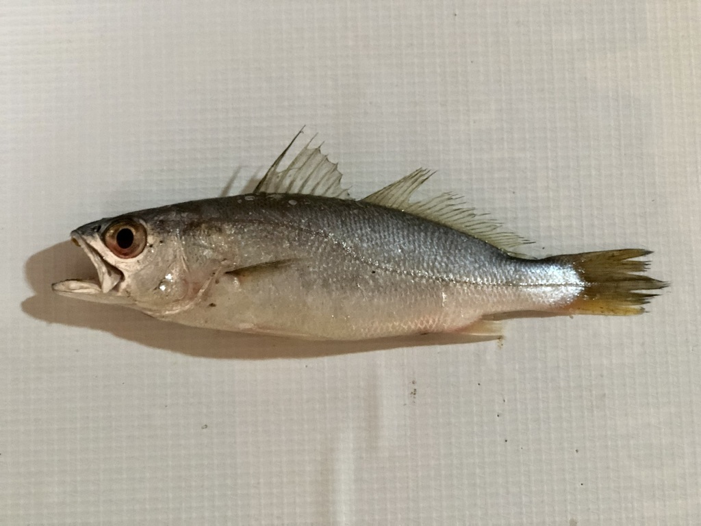 Jamaica weakfish (Cynoscion jamaicensis) — Sciaenidae