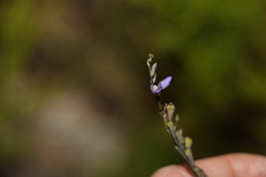 Comesperma defoliatum