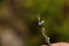 Comesperma defoliatum