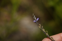 Comesperma defoliatum