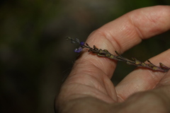 Comesperma defoliatum