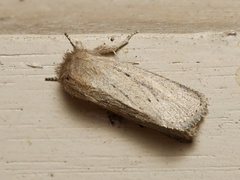 Bathytricha truncata