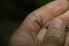 Comesperma defoliatum