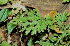 Selaginella delicatula