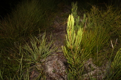Strangea linearis