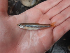 Notropis texanus