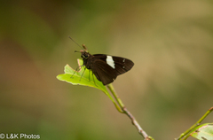 Notocrypta waigensis