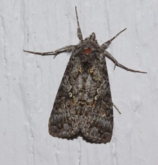 Syngrapha octoscripta