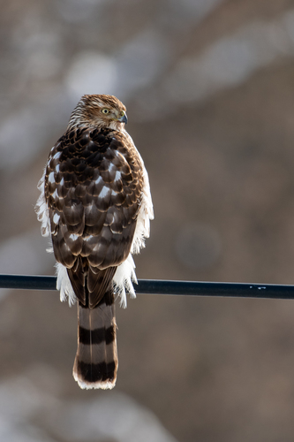 Cooper's Hawk