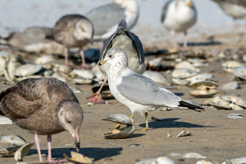 Ring-billed Gull photographed in Massachusetts