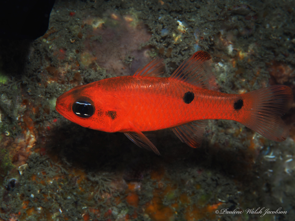 Twospot Cardinalfish