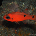 Twospot Cardinalfish - Photo (c) Pauline Walsh Jacobson, some rights reserved (CC BY), uploaded by Pauline Walsh Jacobson