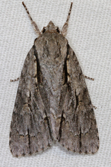 Acronicta hasta