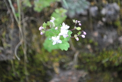 Thalictrum virgatum