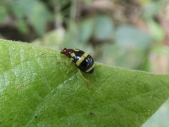 Gynandrobrotica ventricosa