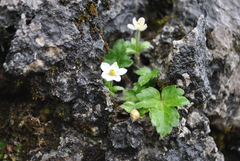 Anemonastrum obtusilobum