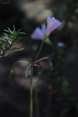 Oxalis livida