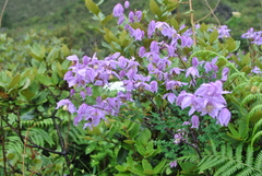 Thalictrum delavayi