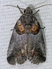 Aleptina clinopetes