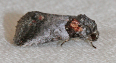 Aleptina clinopetes