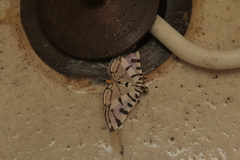 Conchylodes ovulalis