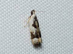 Ardozyga voluta